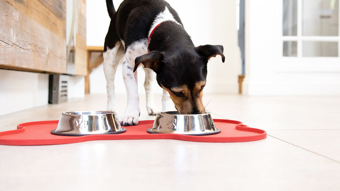 Dog Food Nutritious Meals for a Happy Dog Purina